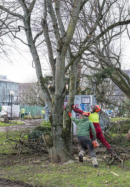 Bäume fallen im Stadtgarten | 13.12.