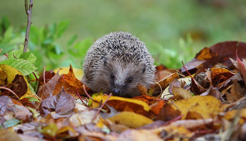 Damit Igel sich wohlfühlen, braucht es mehr als einen Laubhaufen im Winter. (Archivbild) Damit Igel sich wohlfühlen, braucht es mehr als einen Laubhaufen im Winter. (Archivbild)
