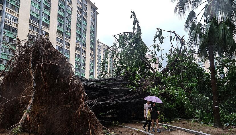 In Hongkong stürzten Hunderte Bäume um.