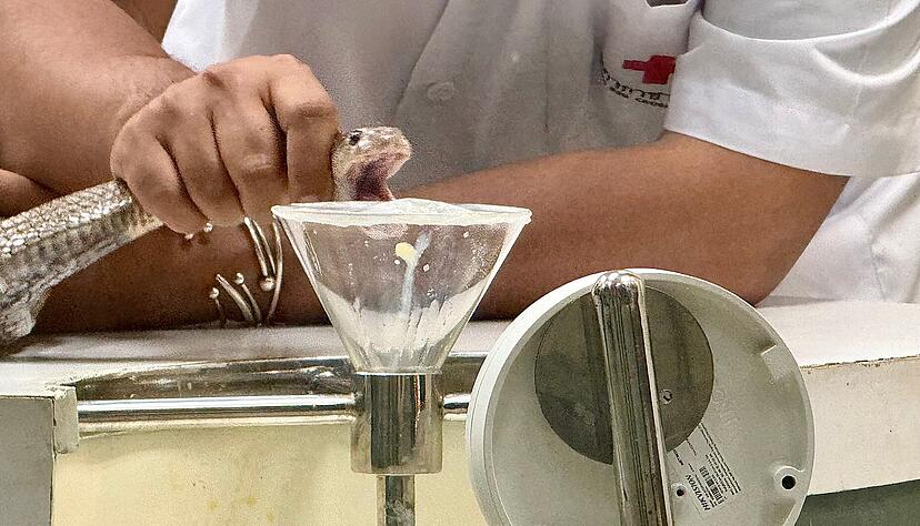 In der Schlangenfarm in Bangkok k&ouml;nnen Besucher beobachten, wie Schlangen gemolken werden.