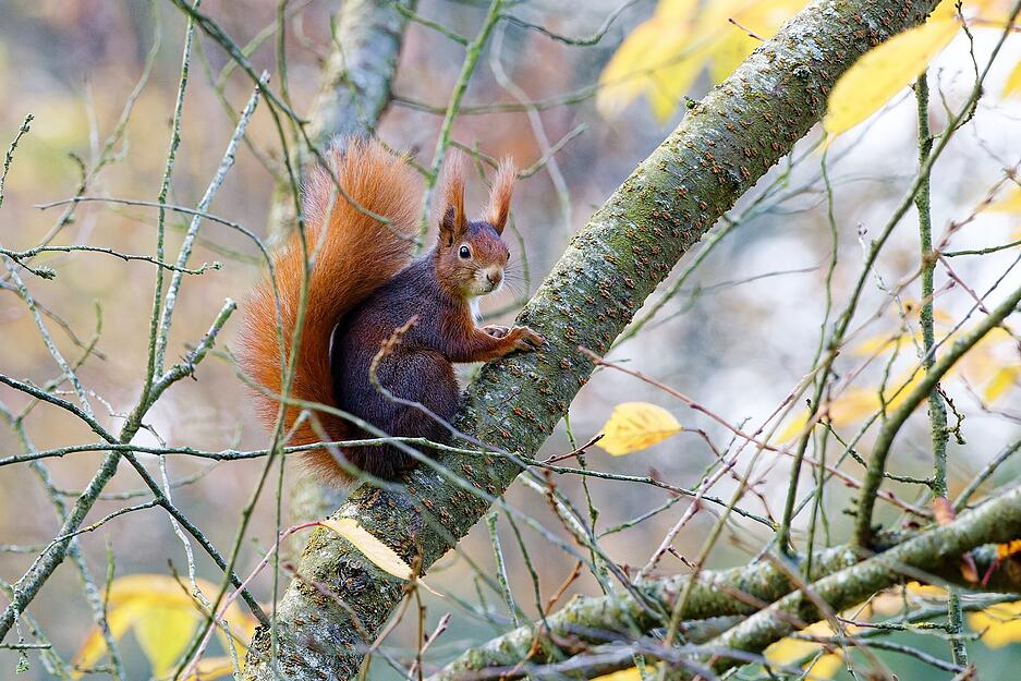 Der Heilbronner Heimatreporter Wolfgang Kynast hat seinen allerersten Eichh&ouml;rnchenbeitrag bereits am 31. Juli 2018 auf meine.stimme eingestellt.