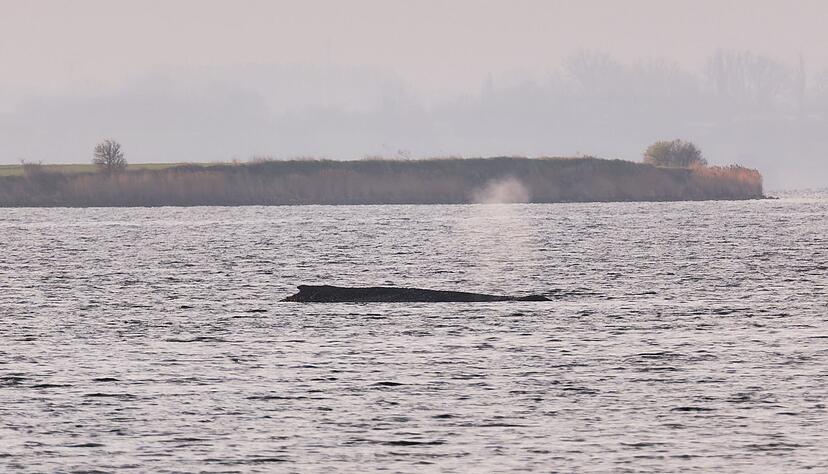 Um den Buckelwal herum ist eine Sperrzone eingerichtet worden. Um den Buckelwal herum ist eine Sperrzone eingerichtet worden.