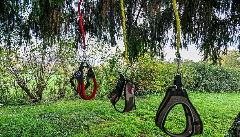 Leere Leinen, keine Kundschaft - die Nachfrage nach Hobby Dogging h&auml;lt sich bislang in Grenzen.