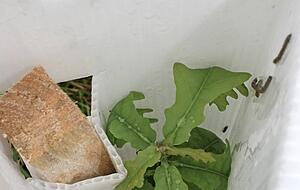 Der Johannistrieb, der zweite Blattaustrieb, der jungen Eichen.