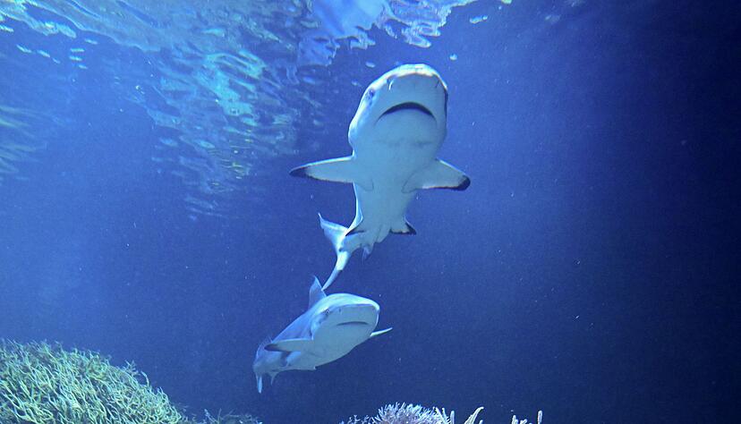 Hai-Dame Karla hat einen Kumpanen bekommen.