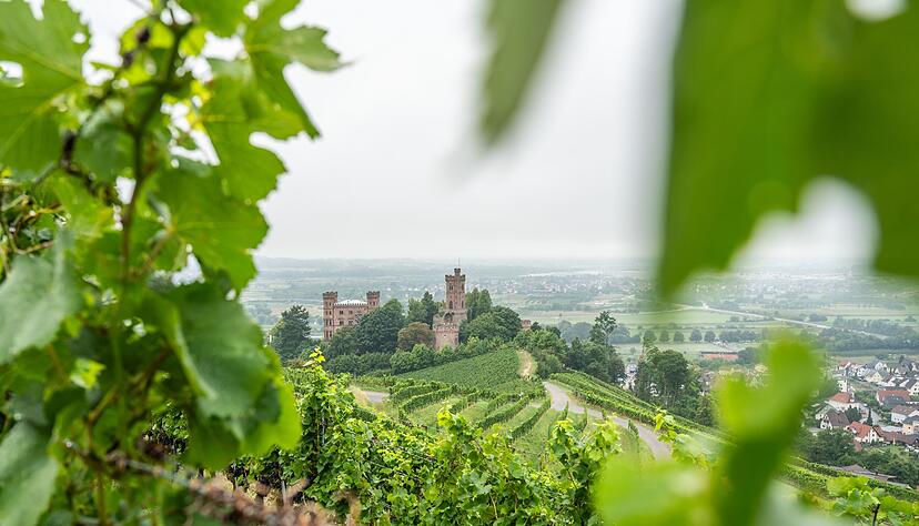 Die Reben auf den Weinbergen rings um das Schloss Ortenberg im badischen Ortenaukreis wachsen auf alten Granitböden und verleihen den daraus produzierten Weinen besondere mineralische Tiefe. Die Reben auf den Weinbergen rings um das Schloss Ortenberg im badischen Ortenaukreis wachsen auf alten Granitböden und verleihen den daraus produzierten Weinen besondere mineralische Tiefe.