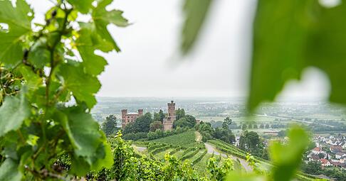 Die Reben auf den Weinbergen rings um das Schloss Ortenberg im badischen Ortenaukreis wachsen auf alten Granitböden und verleihen den daraus produzierten Weinen besondere mineralische Tiefe.