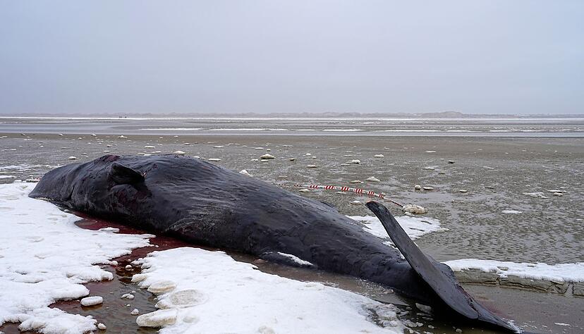 Manchmal verirren sich m&auml;nnliche Wale und geraten in flachere Gew&auml;sser.
