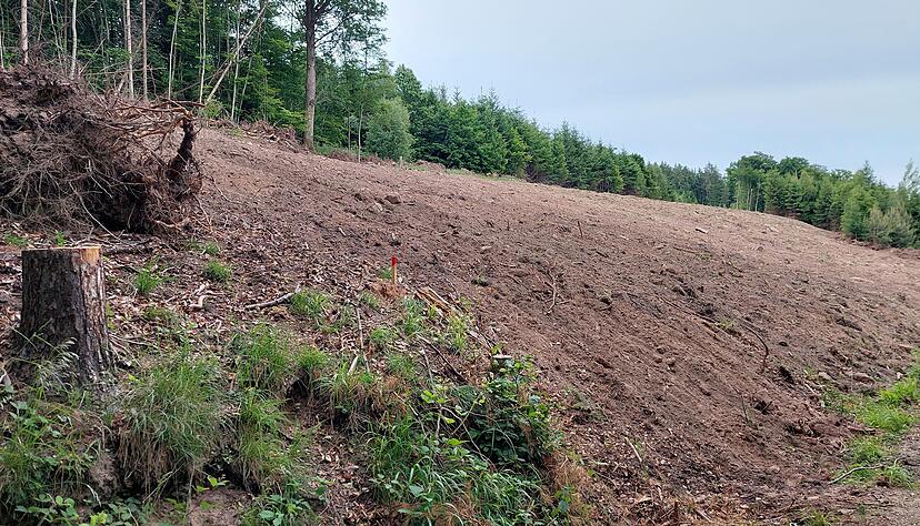 Mai 2025: Im Wald auf der Karlsfurtebene zwischen Waldenburg und &Ouml;hringen-Michelbach werden Vorbereitungen f&uuml;r den Bau der Windkraftanlagen getroffen. Wald wird gerodet. Wege werden gebaut.
