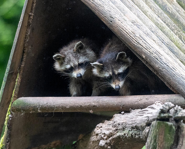 Stimme-Kindereporter zu Besuch im Wildparadies Tripsdrill