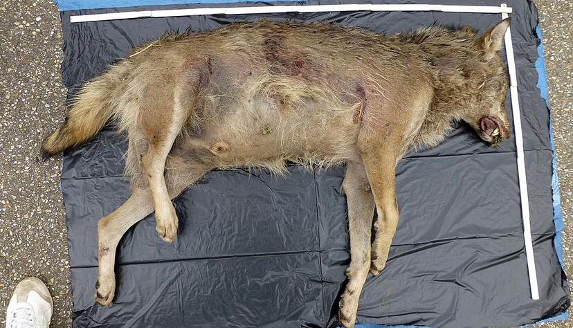 Bereits Mitte Juni war ein Wolf im badischen Lahr gefunden worden. Foto: Archiv/ dpa Bereits Mitte Juni war ein Wolf im badischen Lahr gefunden worden. Foto: Archiv/ dpa
