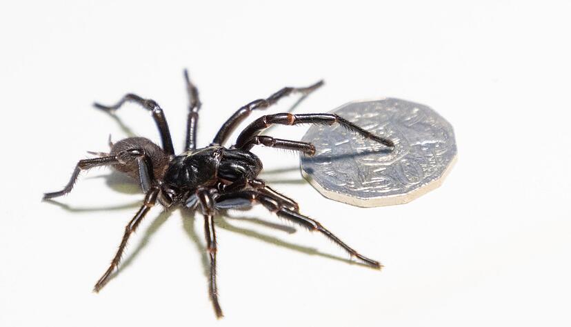 Die Exemplare aus Newcastle sind riesig.