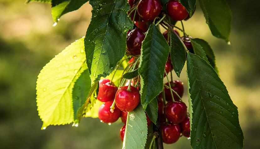 Wie schnell ein Obstbaum Früchte trägt, ist auch vom Alter und der Wuchsform abhängig. Wie schnell ein Obstbaum Früchte trägt, ist auch vom Alter und der Wuchsform abhängig.