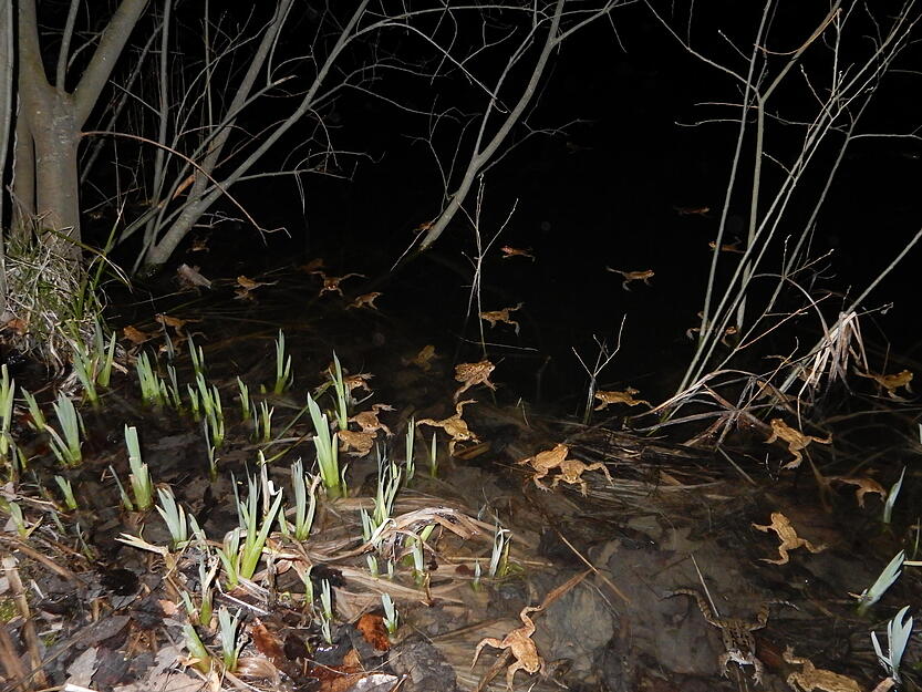 Kr&ouml;ten am Herbert-Bopp-See bei Widdern