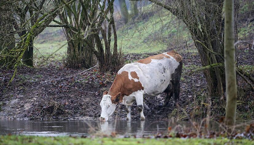 Der sogenannte Gemeingebrauch gestattet jedermann die Nutzung von Oberflächengewässern beispielsweise zum Tränken von Vieh. (Archivbild) Der sogenannte Gemeingebrauch gestattet jedermann die Nutzung von Oberflächengewässern beispielsweise zum Tränken von Vieh. (Archivbild)