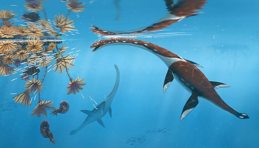 Die Illustration zeigt das Reptil Plesionectes longicollum, das zur Zeit der Dinosaurier durchs Meer schwamm. Die Illustration zeigt das Reptil Plesionectes longicollum, das zur Zeit der Dinosaurier durchs Meer schwamm.