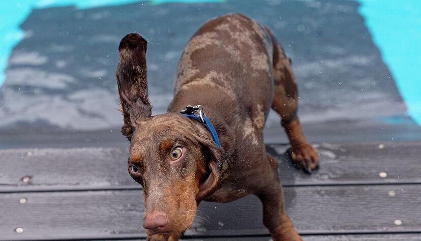 Ein Dackel schüttelt sein nasses Fell. Mittelgroße Hunde verursachen im Jahr durchschnittlich 1050 Kilogramm CO2.