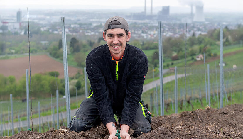 Jungwinzer Daniel Bauer am Neckarsulmer Scheuerberg in seinem frisch gepflanzten Lehrwengert mit besonders robusten Rebsorten. Jungwinzer Daniel Bauer am Neckarsulmer Scheuerberg in seinem frisch gepflanzten Lehrwengert mit besonders robusten Rebsorten.