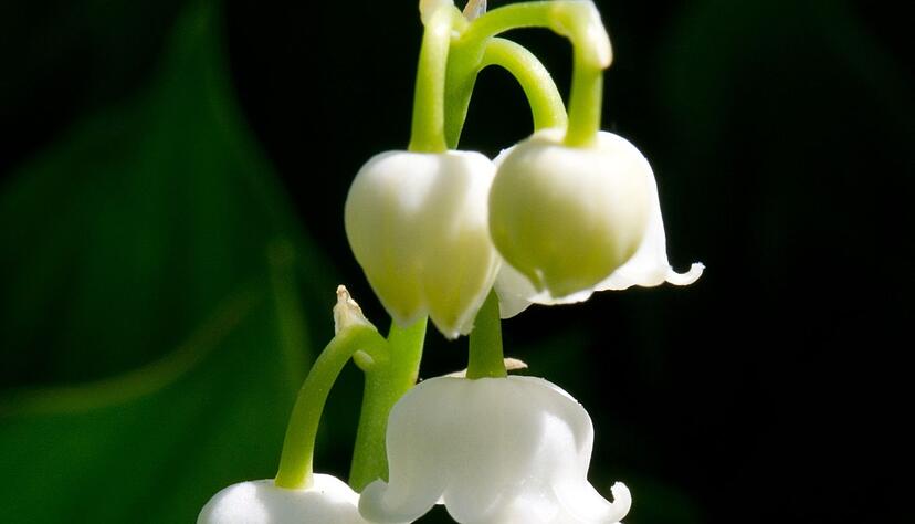 Die Bl&auml;tter von Maigl&ouml;ckchen sehen aus wie die des B&auml;rlauchs, der im Gegensatz zu Maigl&ouml;ckchen essbar ist.