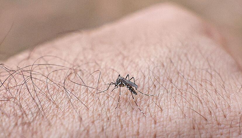 Chikungunyafieber kann durch Mückenstiche ausgelöst werden. (Symbolbild) Chikungunyafieber kann durch Mückenstiche ausgelöst werden. (Symbolbild)