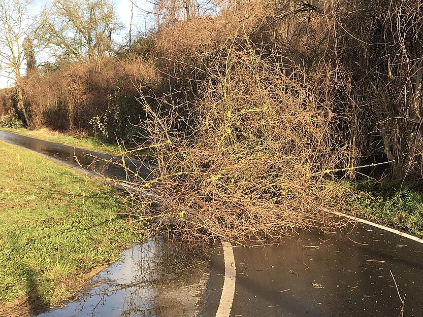 Auf dem Neckartalradweg zwischen Lauffen und Heilbronn gibt es kleinere Behinderungen durch Zweige und abgebrochene &Auml;ste.