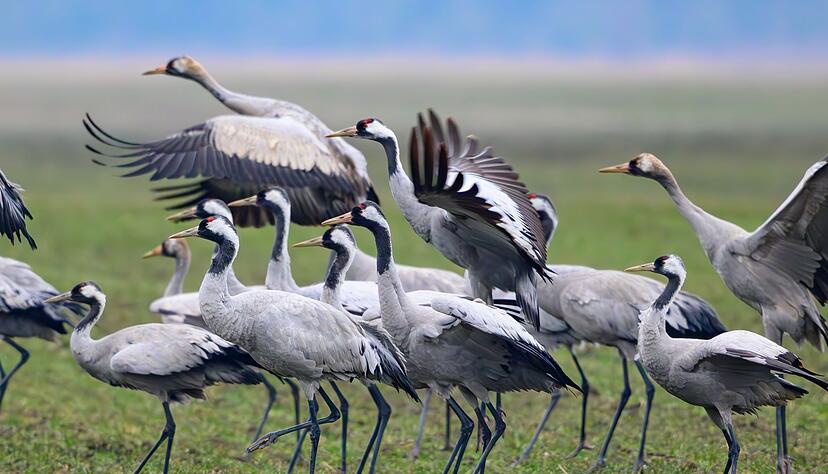 Im vergangenen Herbst sind viele Kraniche an der Vogelgrippe gestorben. (Archivbild)