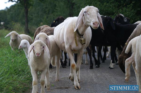 Schaftrieb in Ilsfeld