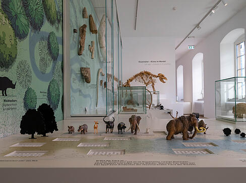 In den lichtdurchfluteten R&auml;umen im ersten Stock ist nun die Naturgeschichte untergebracht und begibt sich die Arch&auml;ologie auf Spurensuche.