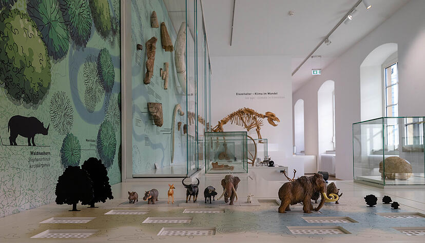 In den lichtdurchfluteten R&auml;umen im ersten Stock ist nun die Naturgeschichte untergebracht und begibt sich die Arch&auml;ologie auf Spurensuche.