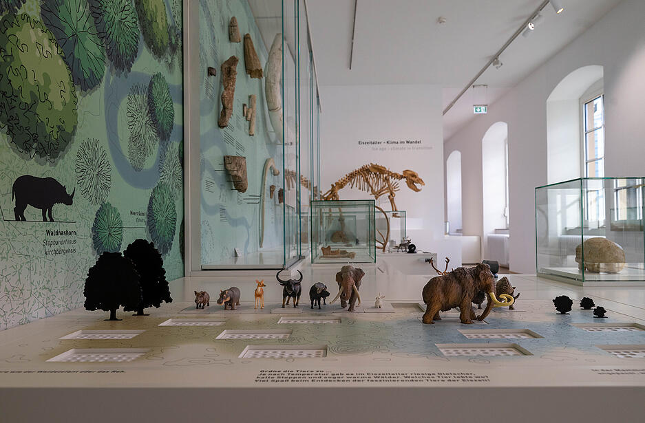 In den lichtdurchfluteten R&auml;umen im ersten Stock ist nun die Naturgeschichte untergebracht und begibt sich die Arch&auml;ologie auf Spurensuche.