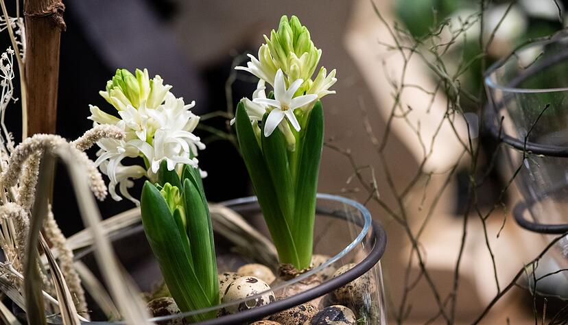 Duftender Fr&uuml;hling trifft Ostertradition: Hyazinthen und Wachteleier bilden eine nat&uuml;rliche Tischdeko.