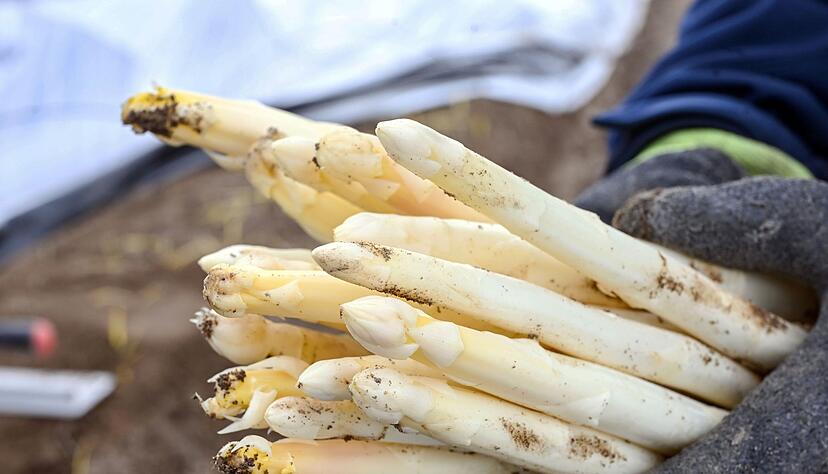 Die Spargel-Importe sind 2025 gesunken. (Archivbild)