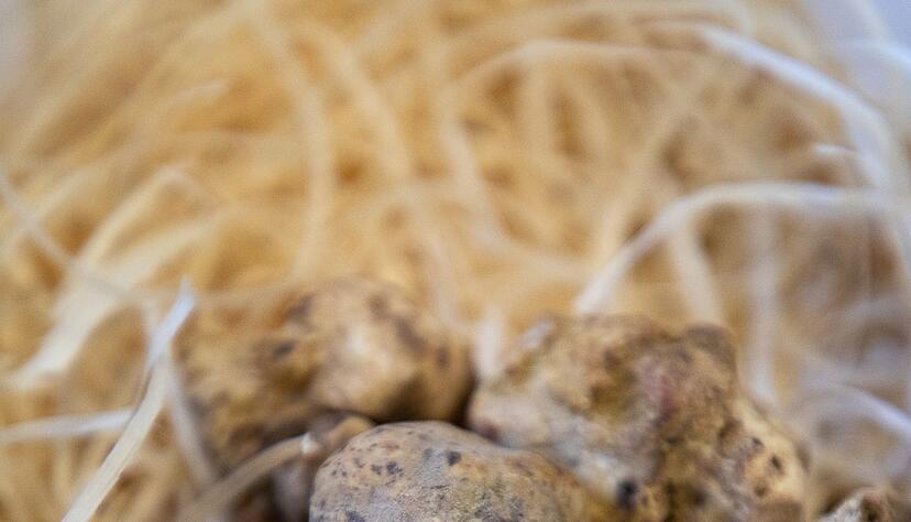 Weiße Trüffel duften ein bisschen nach Moschus, Amber, Muskat, Vanille und Laubwald. Sie sind mehr geruchsintensiv, als dass sie viel Geschmack haben. Weiße Trüffel duften ein bisschen nach Moschus, Amber, Muskat, Vanille und Laubwald. Sie sind mehr geruchsintensiv, als dass sie viel Geschmack haben.