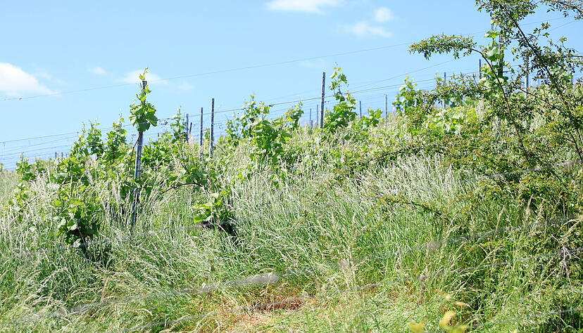 Nicht alle Grundst&uuml;cksbesitzer kommen ihrer Pflegepflicht nach. Doch wenn Reben nicht gespritzt werden, werden sie krank und k&ouml;nnen andere mit Pilzen infizieren.