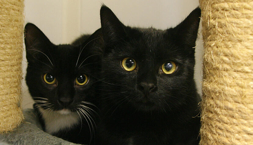 Die Mitarbeiter und Helfer des Tierheims Heilbronn kümmern sich zurzeit um sehr viele Katzen.