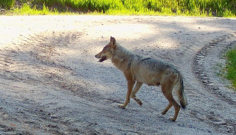 Eine Wölfin läuft auf einem Weg im Südschwarzwald. Eine Wölfin läuft auf einem Weg im Südschwarzwald.