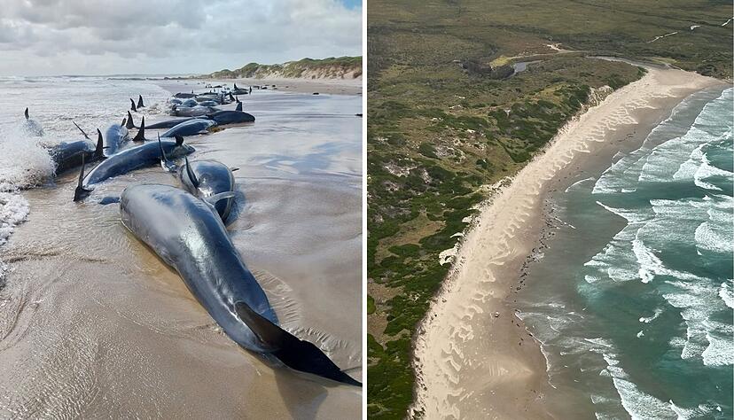 Es war die erste Strandung dieser Spezies seit 50 Jahren.
