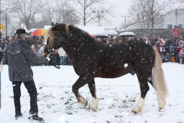 Pferdemarkt Öhringen | 16.02. Pferdemarkt Öhringen | 16.02.