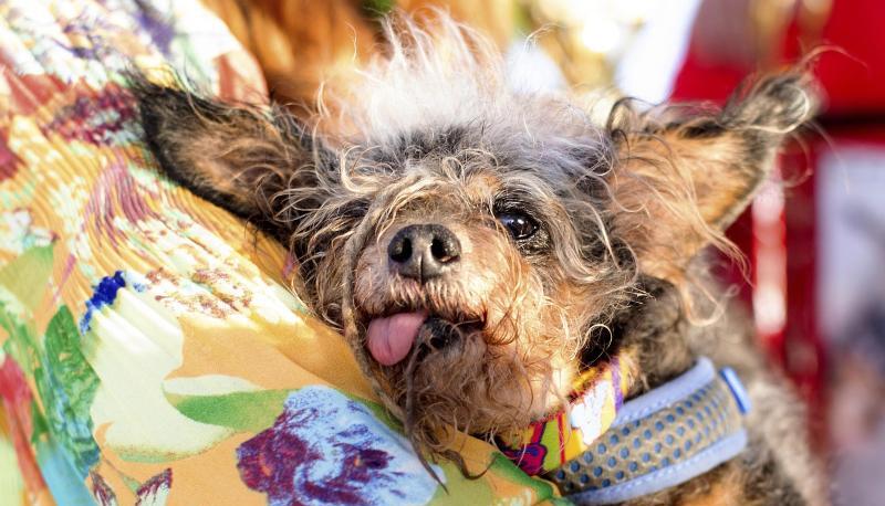 «Scamp the Tramp» ruht sich nach seinem Sieg beim World's Ugliest Dog Contest auf dem Arm seiner Frauchen aus. «Scamp the Tramp» ruht sich nach seinem Sieg beim World's Ugliest Dog Contest auf dem Arm seiner Frauchen aus.