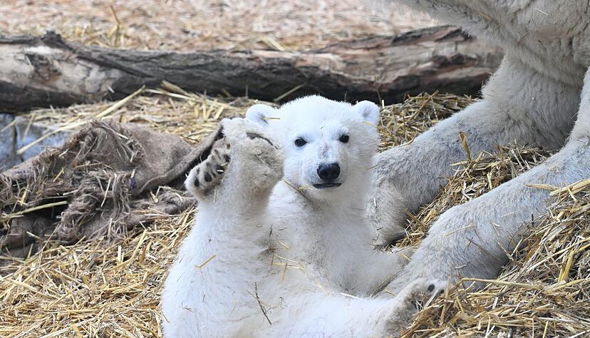 Das Karlsruher Eisbärbaby hat nun einen Namen. (Archivbild) Das Karlsruher Eisbärbaby hat nun einen Namen. (Archivbild)