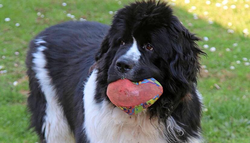 Egal ob Rehpinscher, Zwergpudel, Schäferhund oder Neufundländer. In der Fachwerkstadt kostet jeder Ersthund, der nicht zu den sogenannten Listenhunden zählt, 120 Euro. Für jeden weiteren Hund sind 240 Euro jährlich fällig.
Foto: Franz Theuer