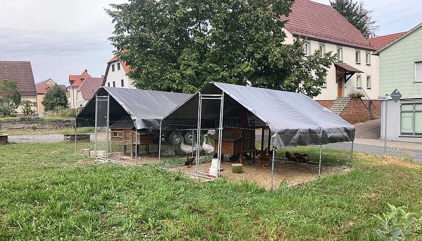So sieht das Gartengehege für Rudlofs Hühner aus. Er hält auch Gänse. So sieht das Gartengehege für Rudlofs Hühner aus. Er hält auch Gänse.