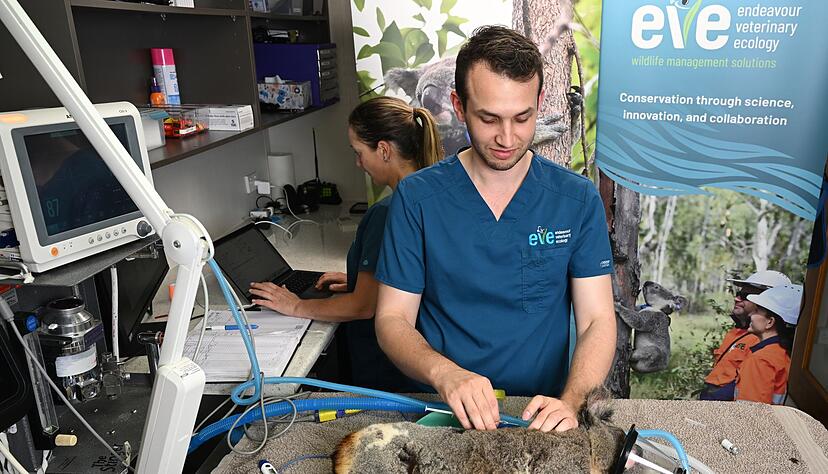 Tierärzte sagen, es sei traumatisch, die Folgen einer Chlamydien-Infektion bei Koalas zu sehen.