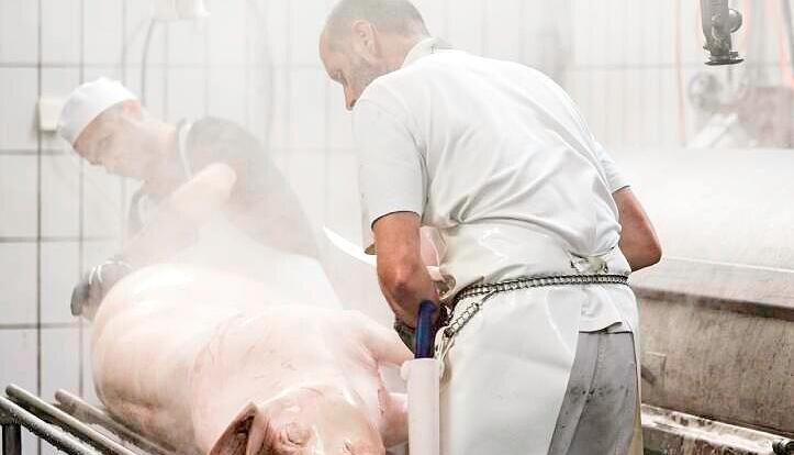 Um das Schwein in die Brühmaschine zu heben, ist Teamarbeit gefragt. Um das Schwein in die Brühmaschine zu heben, ist Teamarbeit gefragt.