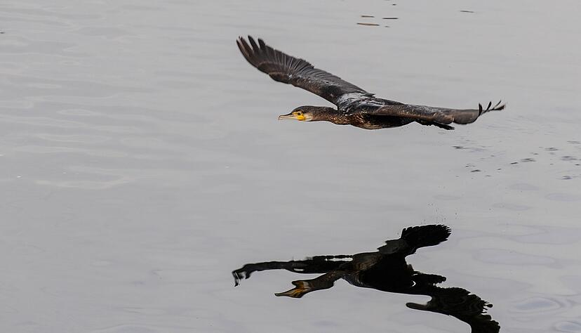 Bi zu einem halben Kilo Fisch kann ein Kormoran am Tag fressen. (Archivfoto)