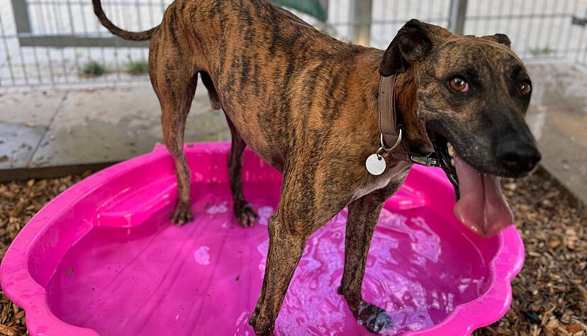 Die Freude &uuml;ber das Plantschbecken im Tierheim ist gro&szlig; bei Plott Hound Pepe