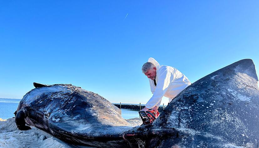 Mit seiner Motors&auml;ge war es f&uuml;r Timo Arp am Morgen nicht leicht, den riesigen K&ouml;rper des Wals zu durchschneiden.