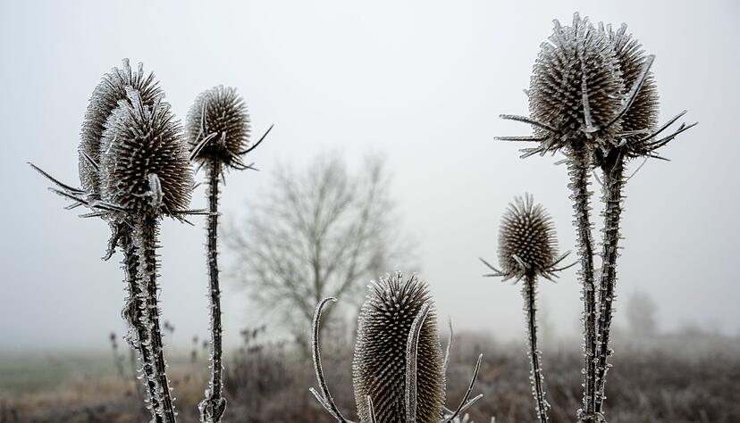 «Zunehmend winterlich kalt», lautet die Vorhersage des Deutschen Wetterdiensts (DWD) für die nächsten Tage. «Zunehmend winterlich kalt», lautet die Vorhersage des Deutschen Wetterdiensts (DWD) für die nächsten Tage.