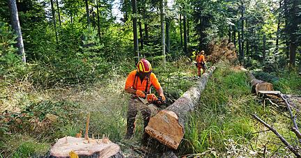 Forstwirtmeister Marc Pfeiffer (vorne) und Forstwirt Ewald Sinn haben eine über 30 Meter hohe, von Trockenheit geschädigte Weißtanne gefällt.
Foto: Gustav Döttling Forstwirtmeister Marc Pfeiffer (vorne) und Forstwirt Ewald Sinn haben eine über 30 Meter hohe, von Trockenheit geschädigte Weißtanne gefällt.
Foto: Gustav Döttling