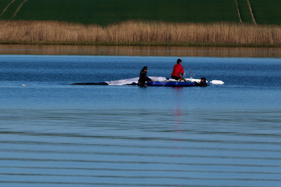 Eine private Initiative versucht seit Tagen, den Wal zu retten.
